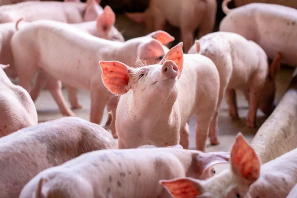 Creșterea animalelor în ferme proprii